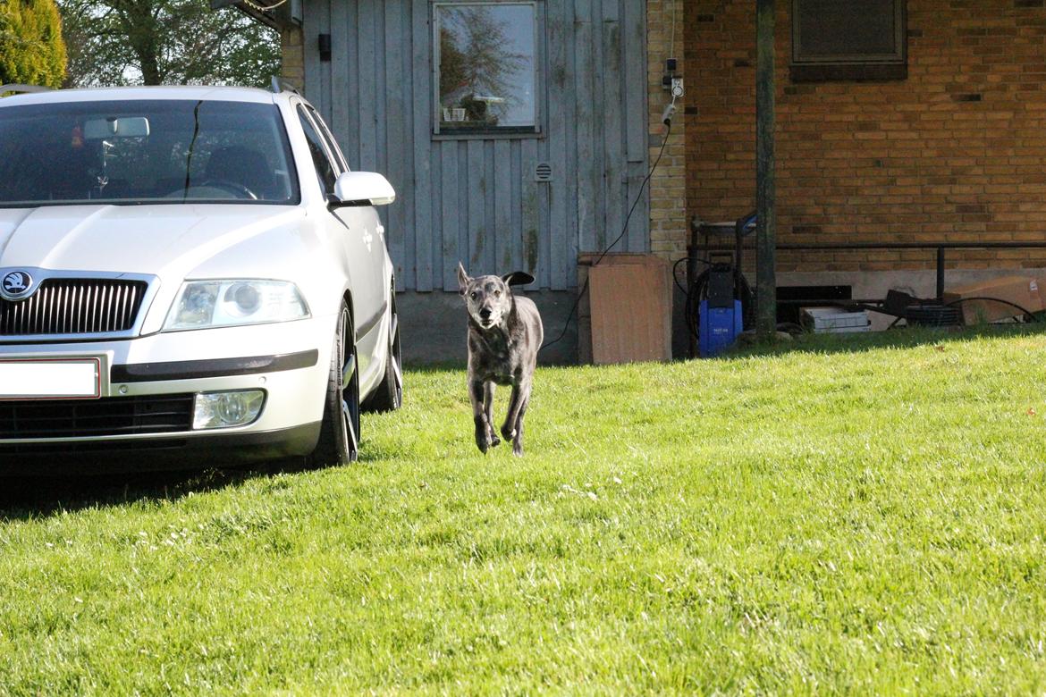 Skoda Octavia 2.0TDI DSG Elegance Combi (SOLGT) billede 14