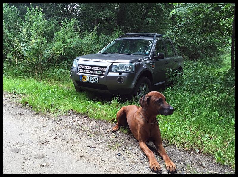 Land Rover Freelander 2 Td4 S billede 6