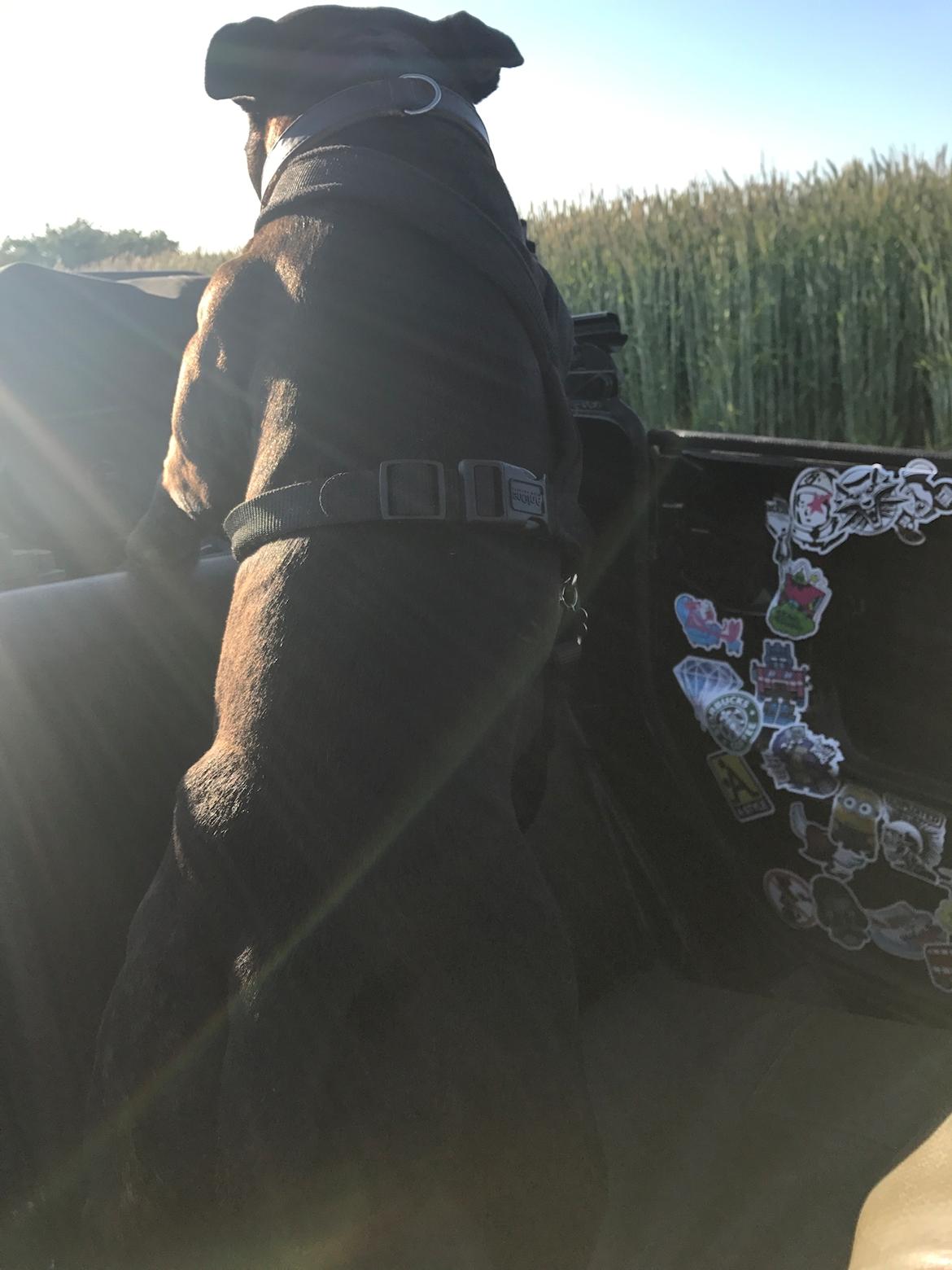 VW Type 181 Jagtvogn  billede 20