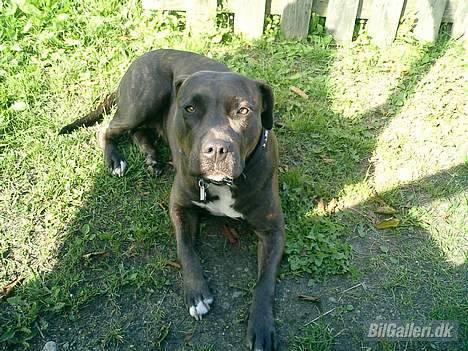 Opel Rekord billede 13