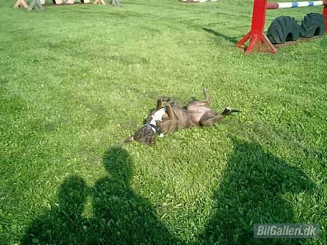 Opel Rekord billede 17