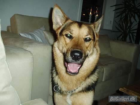 VW golf vr6( solgt 14-02-06) billede 7