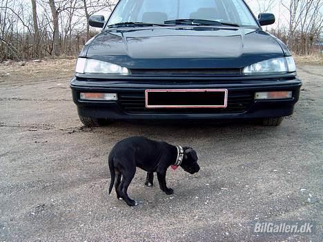 Honda civic- sedan ;)   VÆK - min fine bil og min fine hund ;) billede 11