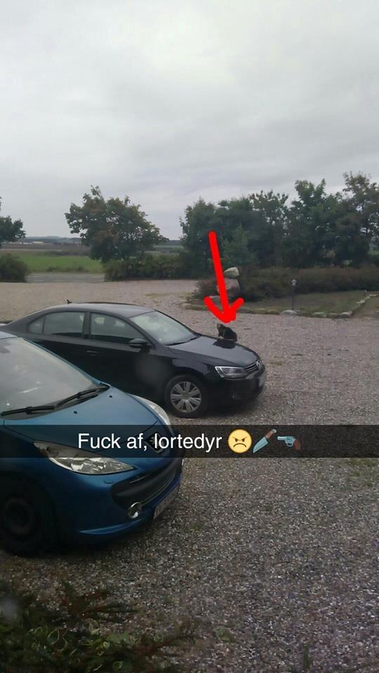 VW Jetta TDI Bluemotion - Katten har også sans for kvalitet, og det ses på dette billede tydeligt at den langt hellere vil sidde på en VW end på en Pug. billede 9