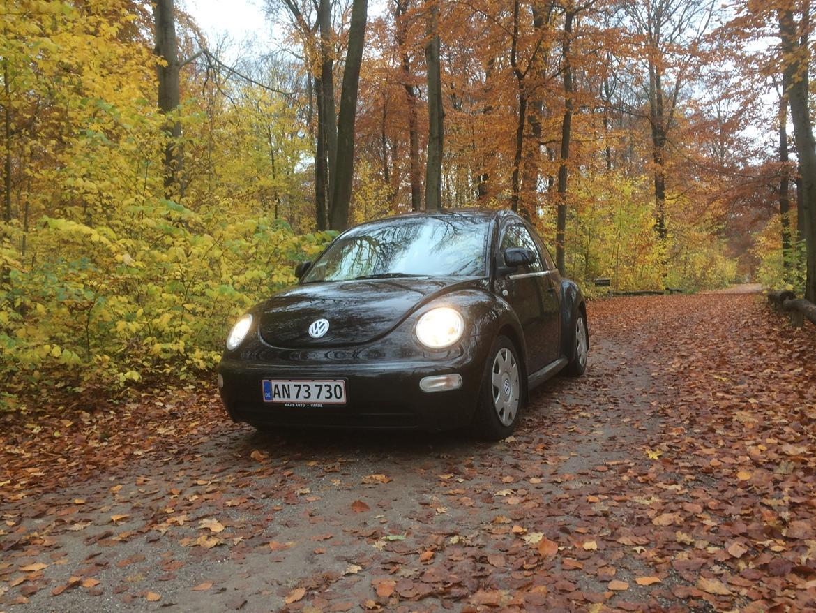 VW New beetle billede 8