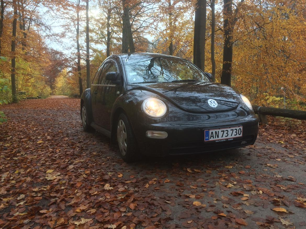 VW New beetle billede 12