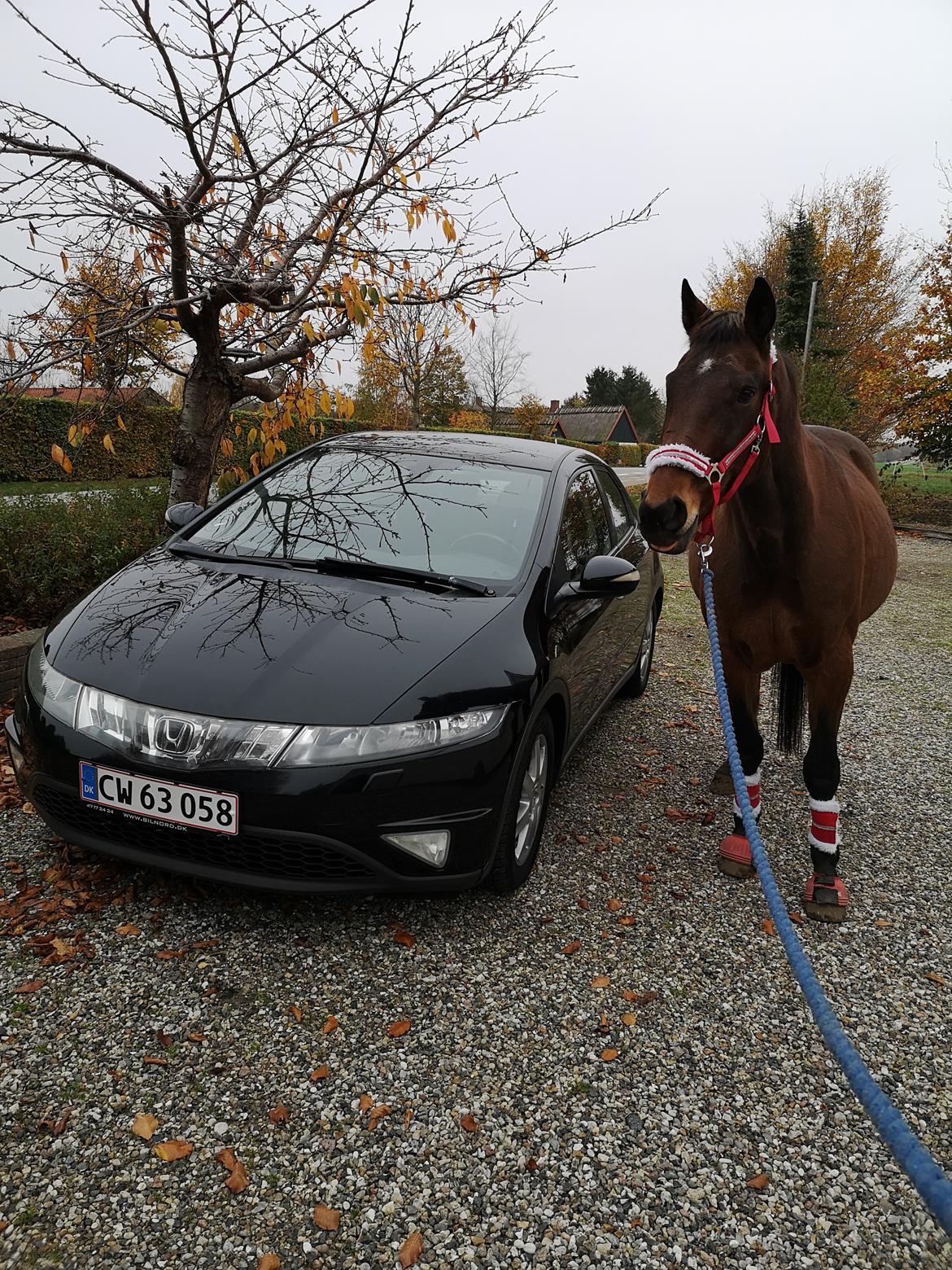 Honda Civic  billede 6