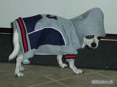 Mazda 323F BJ Exclusive - Min gangster hund billede 7