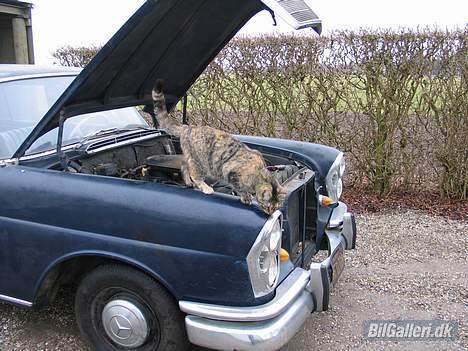 Mercedes Benz W111 220sb Automatic - Bliver grundigt inspiceret for evt. mus billede 4