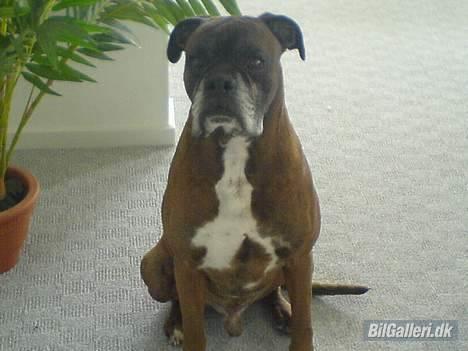 Peugeot 106 1,4 xr "SOLGT" - der var vagten billede 16