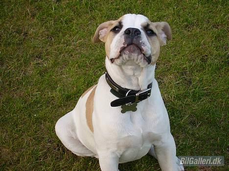 Seat Altea Stylance "SOLGT" - MIN BULLDOG KENZO billede 20