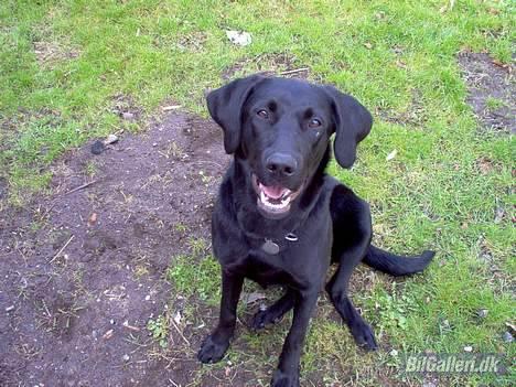 Fiat Punto 60 sx - min dejlige lille molly på 1 år og 32 kg. fungere godt som alarm i både bil og hus billede 9