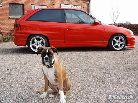 Opel Astra F__solgt__ - vores lille hund billede 4