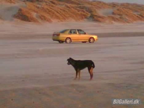 Seat toledo - med hund og bil på stranden i blokhus 17/4-06 billede 8