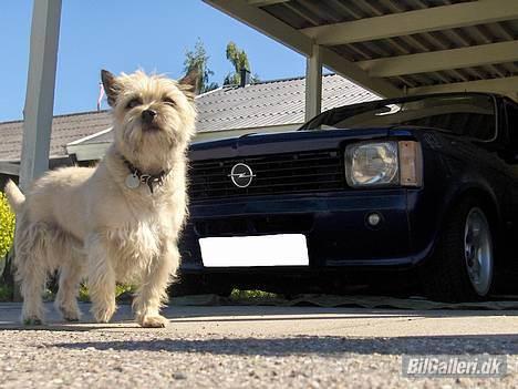 Opel  Kadett C Coupé billede 9