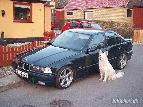 BMW 320i e36 solgt - Den hvide schæfer er kærestens hund... billede 5