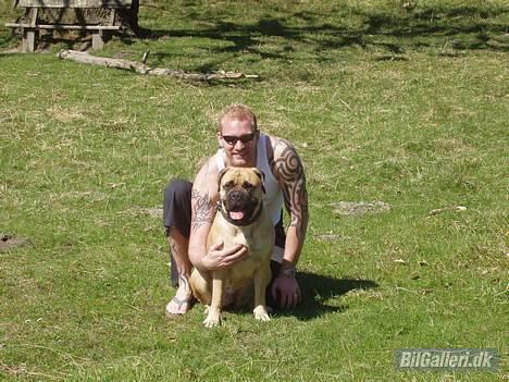 Ford Mondeo  - Mig og min hund(Bullmastiff på 50kg) billede 14