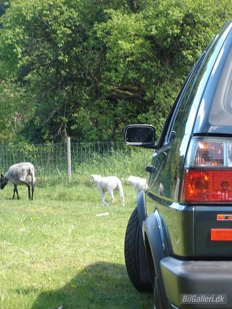 VW Golf GTD billede 3