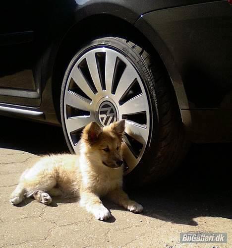 VW Touran 1.9 TDI - 20" CROM - "Her vogter jeg" billede 13