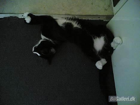 Fiat 127 (Tøsen) - Ja jeg kan lige holde til det tror jeg! Hmmmm......... Jo det kan jeg! billede 9