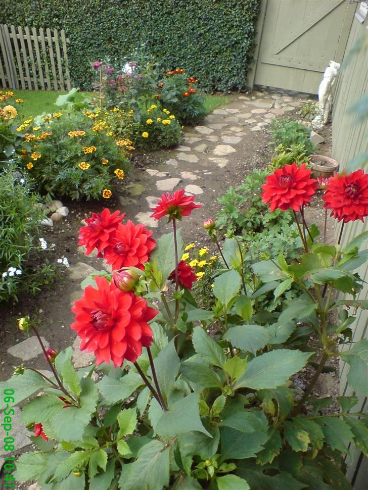 Forskellige blomster fra haven. uderum fotos fra karin Have blomster billeder