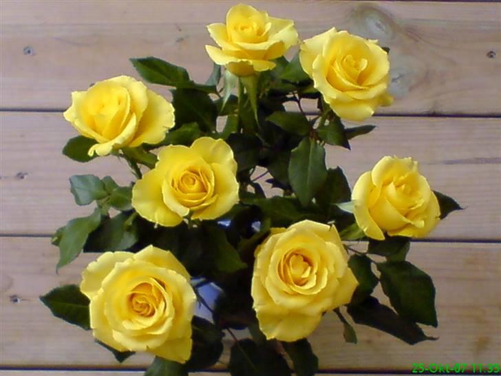 Blomster Buketter - En købt buket gule roser. billede 5