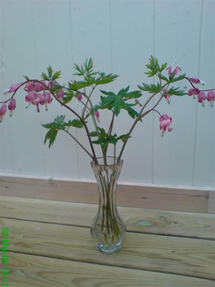 Blomster Buketter - Løjtnanshjerter fra egen have 2009 billede 10