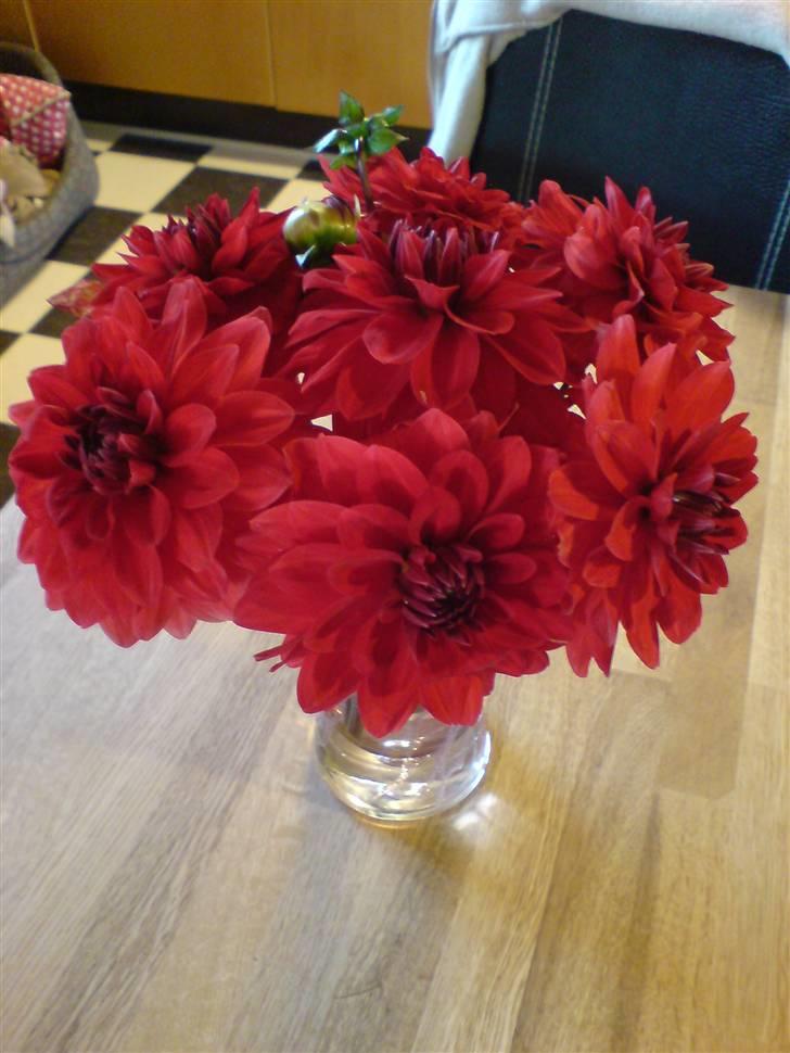 Blomster Buketter - Dahlia billede 13