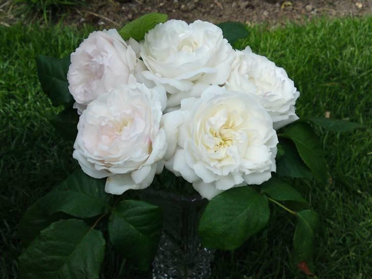 Blomster Buketter - Årets første buket hvide Engelske roser.
Har en pragtfuld duft. billede 14