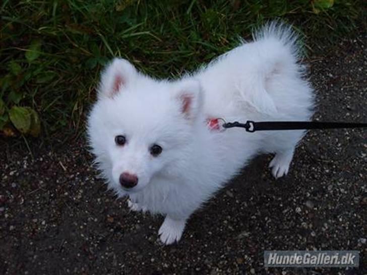 Min dejlige hund Balou<3 billede 3
