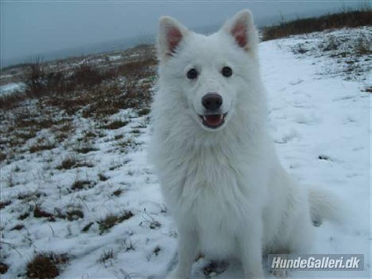 Min dejlige hund Balou<3 billede 4