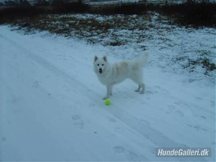 Min dejlige hund Balou<3 billede 5
