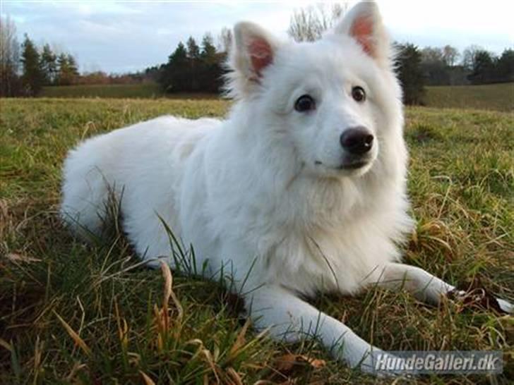 Min dejlige hund Balou<3 billede 6