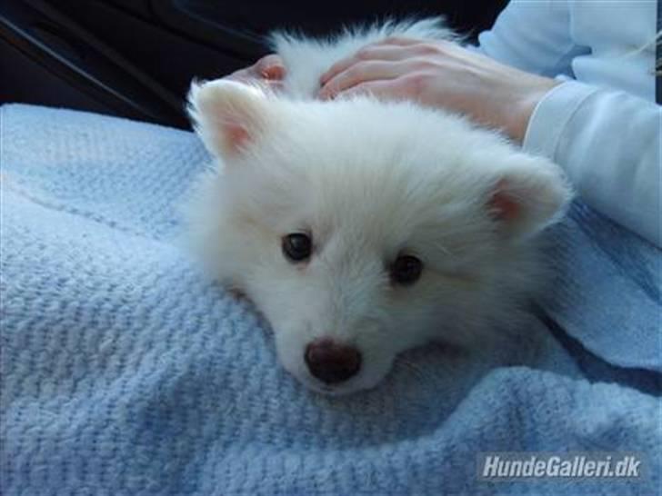 Min dejlige hund Balou<3 billede 7