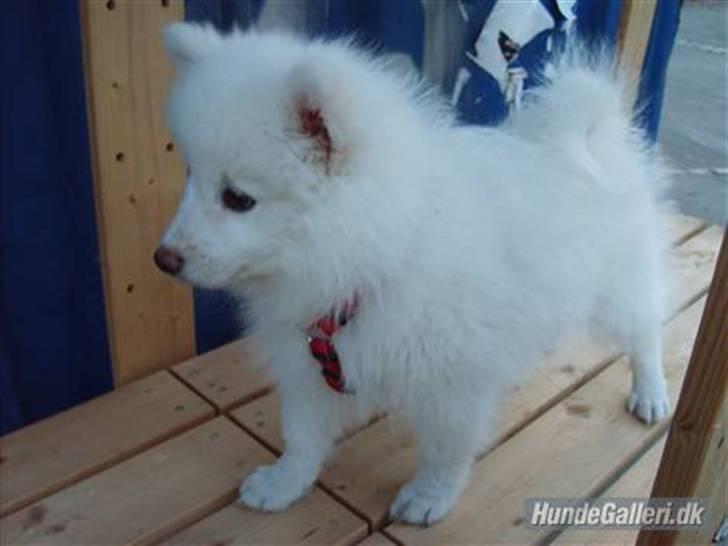 Min dejlige hund Balou<3 billede 8