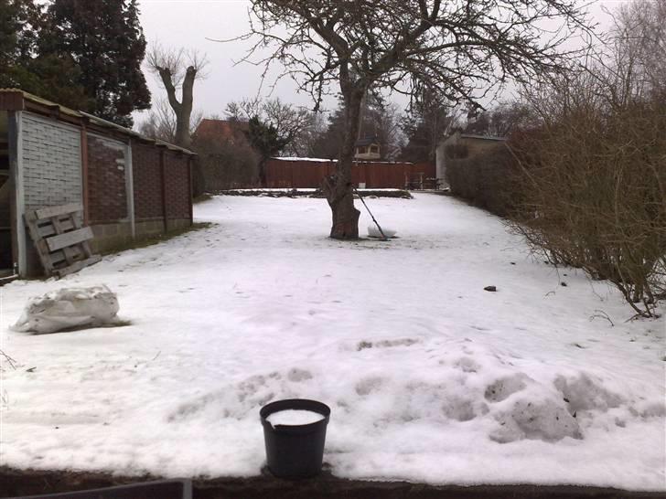 Have ideér - Også fra huset´s ende, den gamle carport til venstre, den bliver nok fjernet, og så kommer der en ordenlig garage ude for an. billede 7