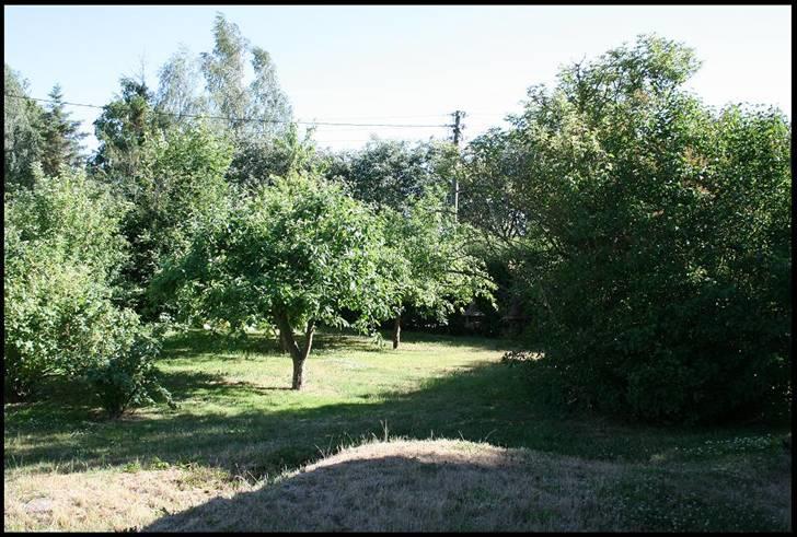 Landejendom 2 - en gammel frugthave med masser af små æble og blomme træer billede 11