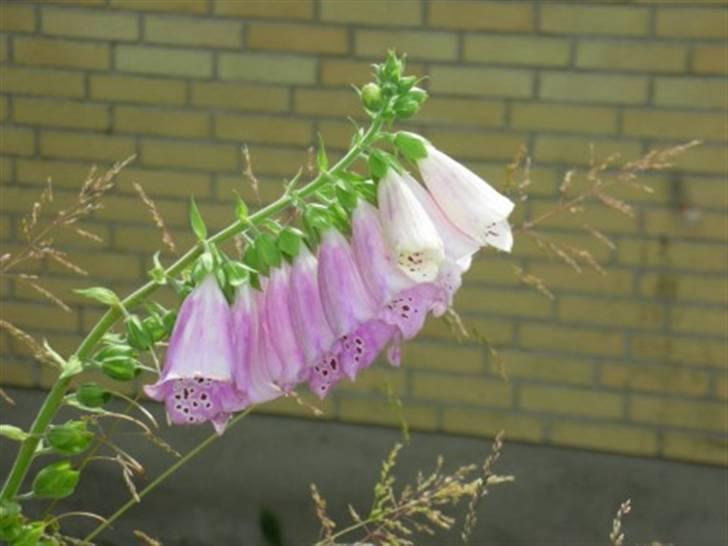 Landejendom 7 - flot lokkeblomst billede 4