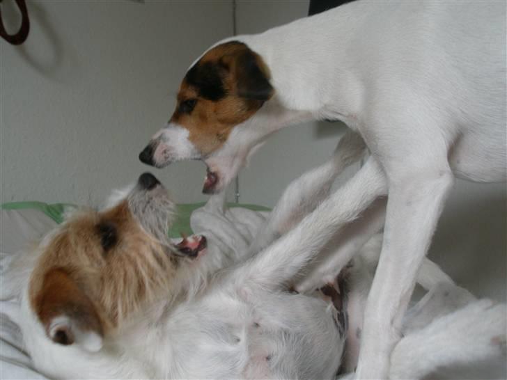 Ungdomsværelse Det sejeste <33 - - "Argh! Mine hunde går amok :s Giv endelig en bedømmelse eller de går løs på dig!?" xD billede 18