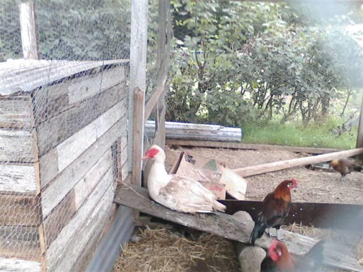 Villa 3 - nåå ja.., og vores fjerkræ... smager nu godt ;) billede 20