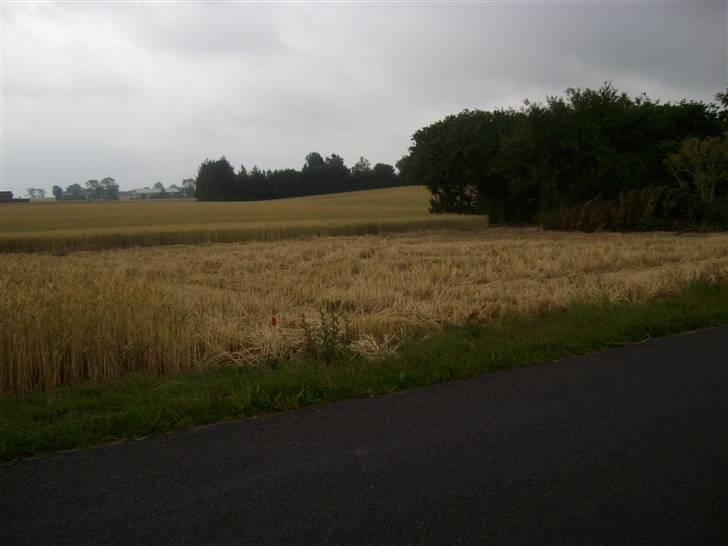 Landejendom 8 billede 11