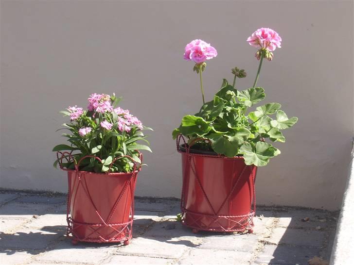 Villa med 5 værelser - Blomster og potter er et must, når der skal skabes gårdhavestemning. Oprindeligt var der nedkørsel her langs enden af huset. Det er her vi vil hugge ud til en trappe, så der bliver adgang uden man skal gennem trappeopgangen. billede 10