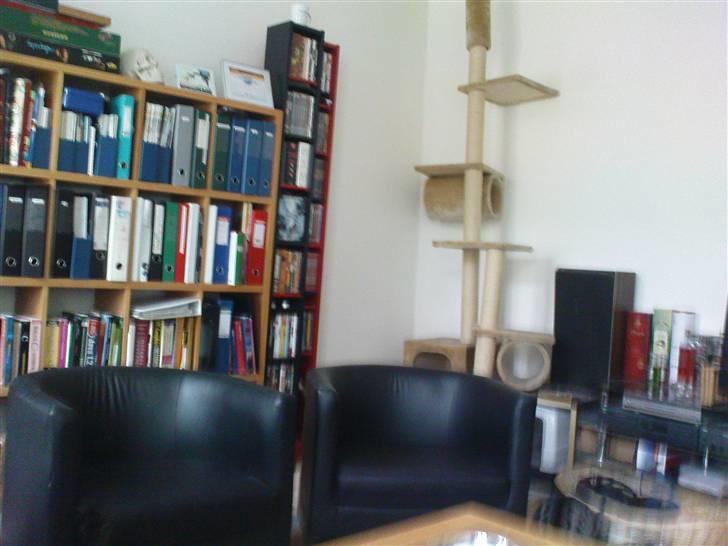 Lejlighed 2V - 2. sal - Amager - Kattenes hjørne - og foran: lænestolene (som kattene også er vilde med) billede 8