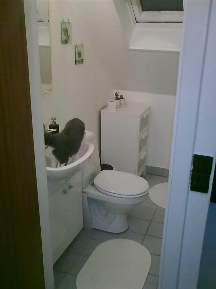 Lejlighed 3 - badeværelset (Hvor katten venter på og få noget og drikke billede 7