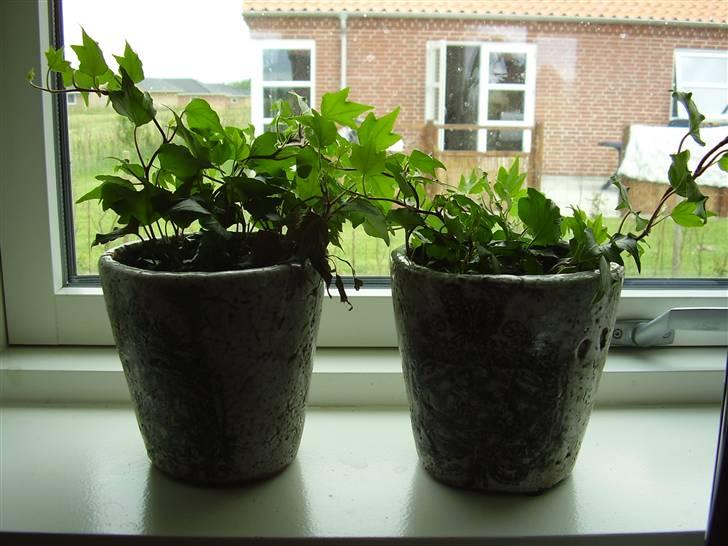Rækkehus 3 - blomster i vinduet, og fine krukker fra hjortemosegaards billede 6