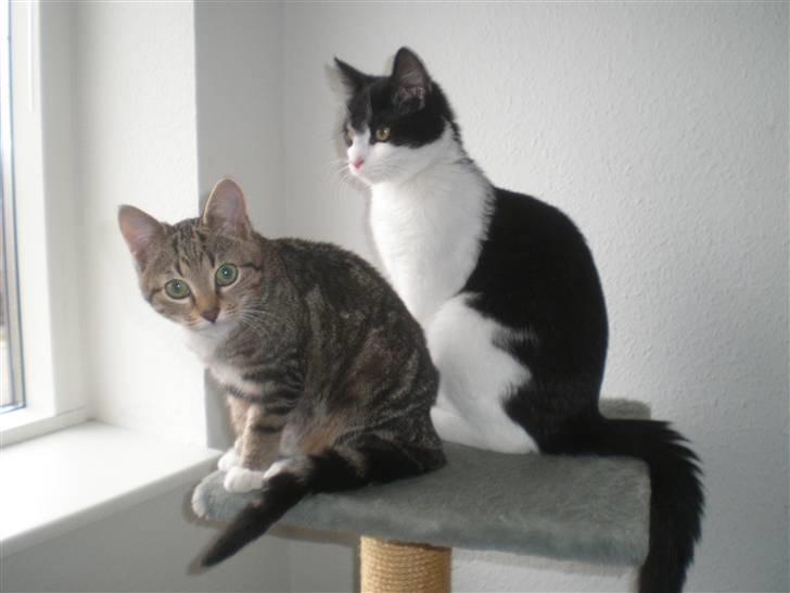 Rækkehus 3 - Duchess og Chili billede 19