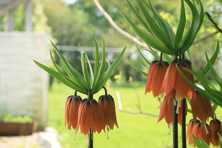 Landejendom 6 Enghavegaard billede 4