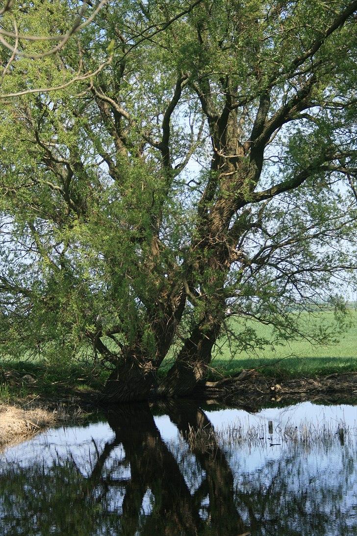 Landejendom 6 Enghavegaard billede 9