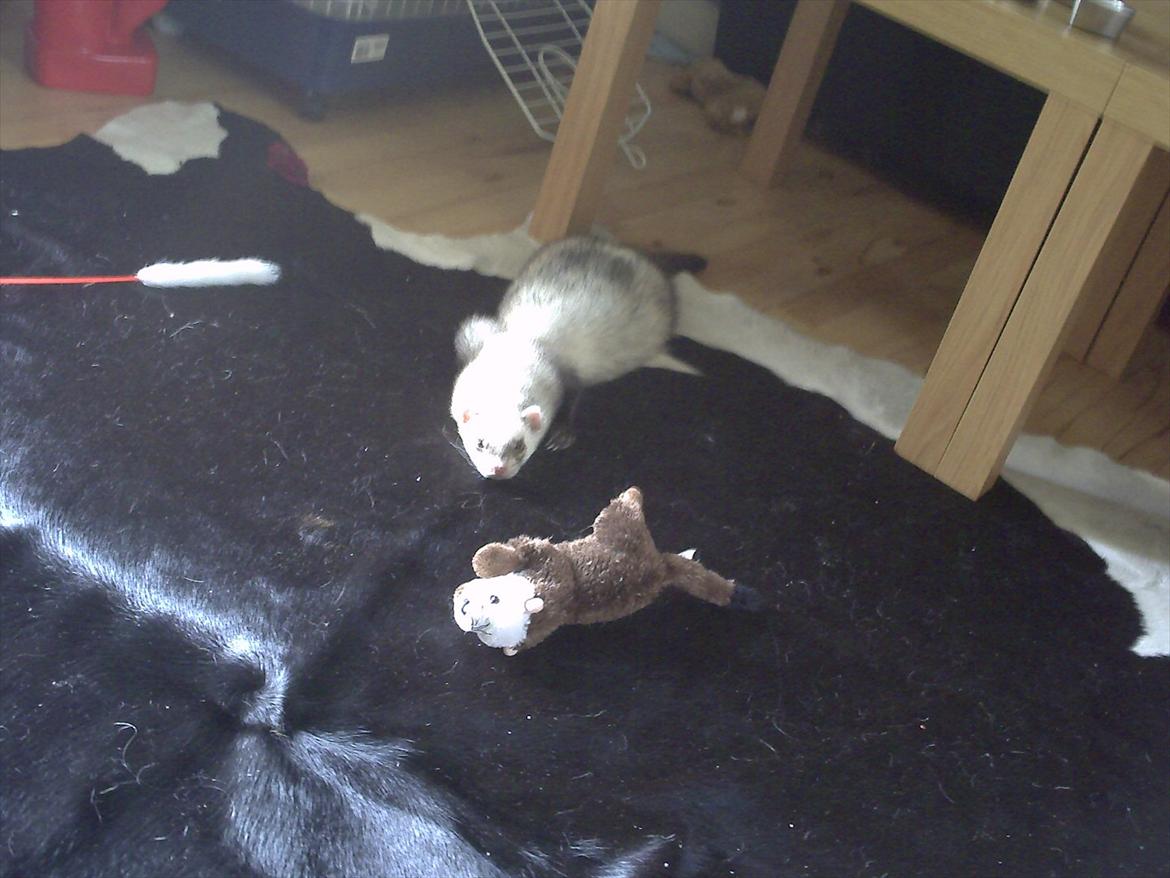 Rækkehus 1 - Basse kom lige med på billedet. billede 2