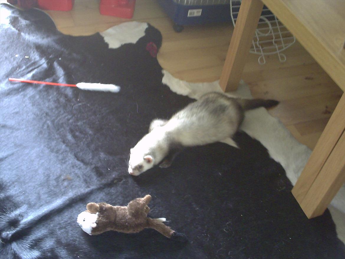 Rækkehus 1 - Igen kom basse lige med :)  billede 3